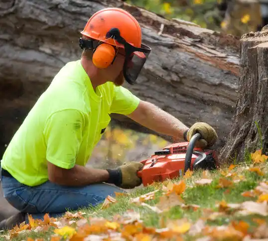 tree services Indian Trail